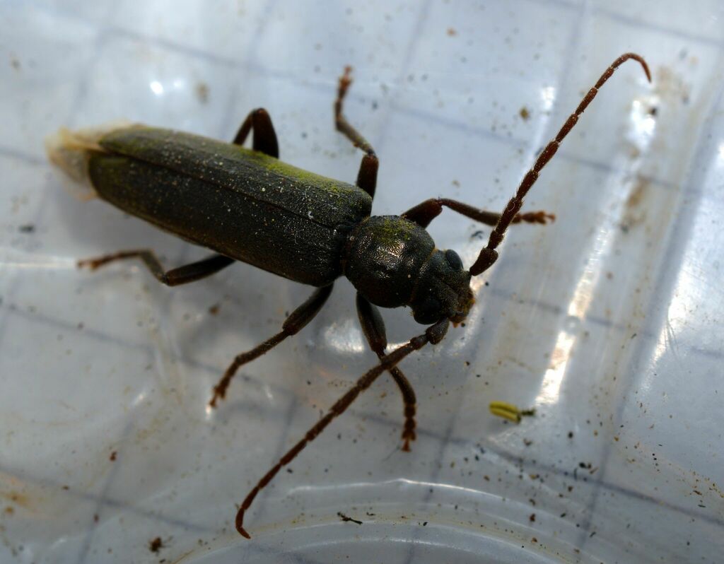 Rust Pine Borer from 65462 Ginsheim-Gustavsburg-Ginsheim, Deutschland ...