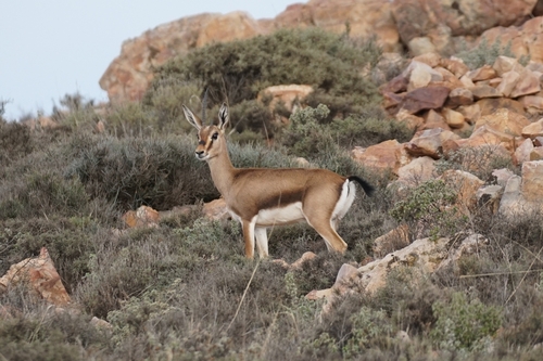 Cuvier's Gazelle