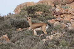 Cuvier's Gazelle photo 1