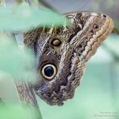 Caligo brasiliensis
