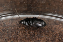 Pterostichus vernalis