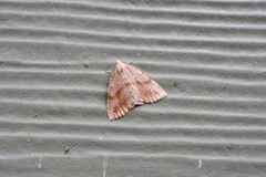 Thallophaga hyperborea