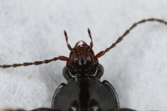 Pterostichus vernalis