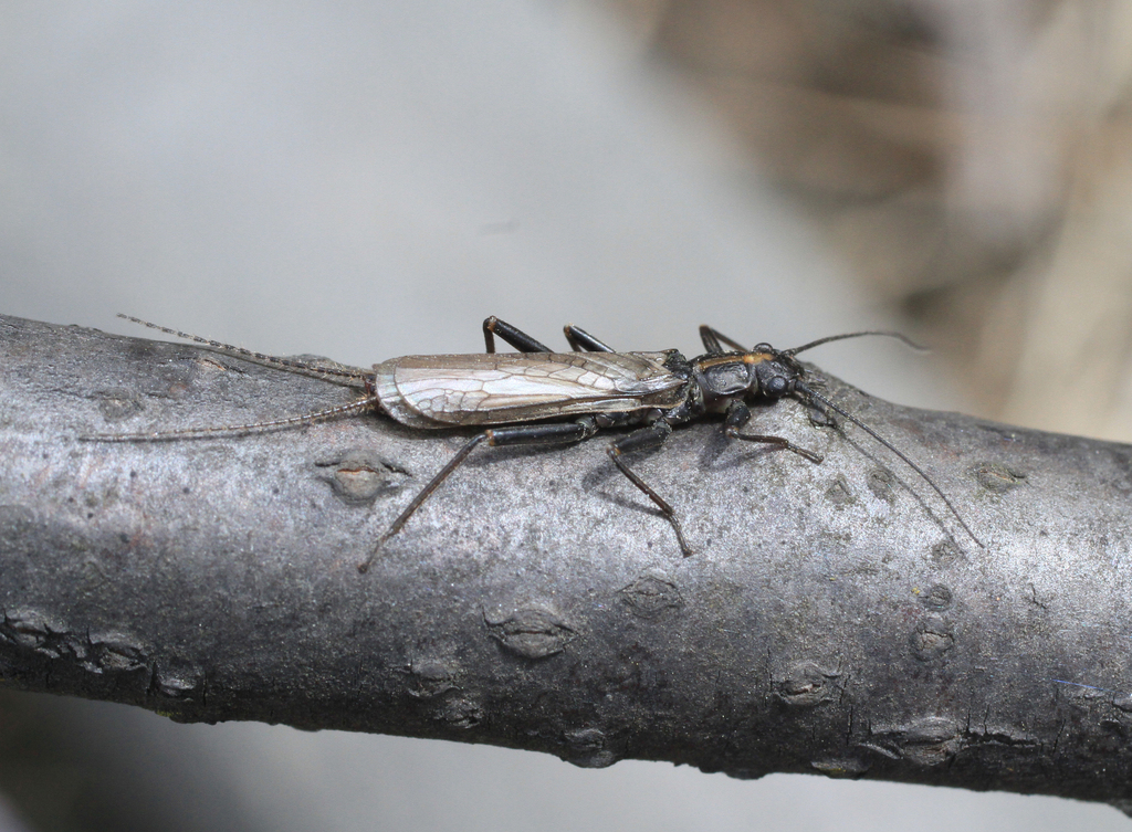 Holarctic Springfly