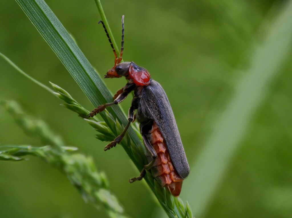 Dark Sailor Beetle from Mannheim, Deutschland on May 13, 2023 at 11:49 ...