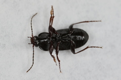 Pterostichus vernalis