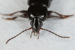 Pterostichus vernalis