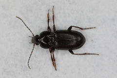 Pterostichus vernalis