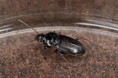 Pterostichus vernalis