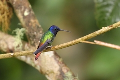 Chrysuronia oenone