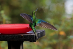 Pterophanes cyanopterus