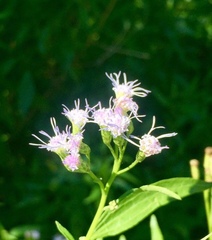 Chromolaena christieana