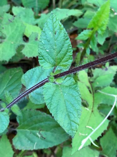 Salvia coccinea