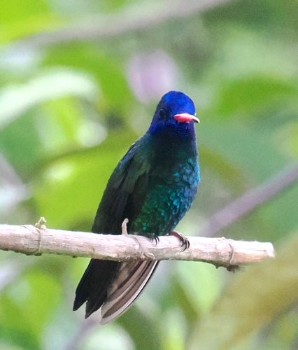 Blue-headed Sapphire (Chrysuronia grayi)