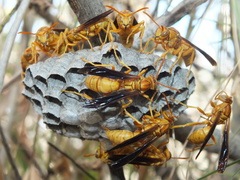 Polistes flavus