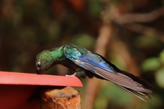 Pterophanes cyanopterus