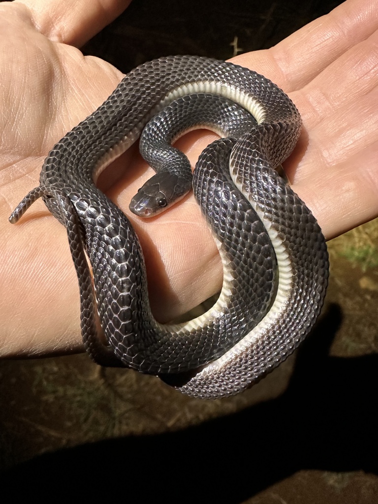 Black File Snake from D1756, Lephalale, LP, ZA on November 29, 2023 at
