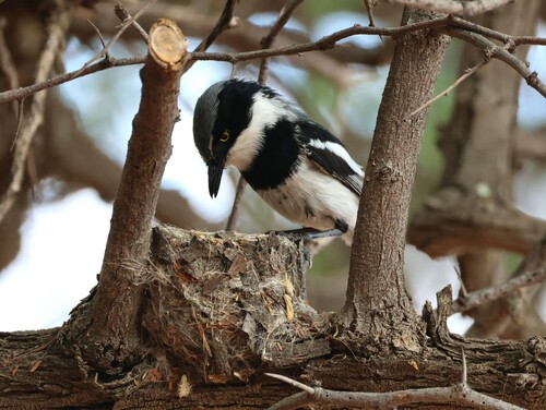 Pririt Batis (Batis pririt), photo 10