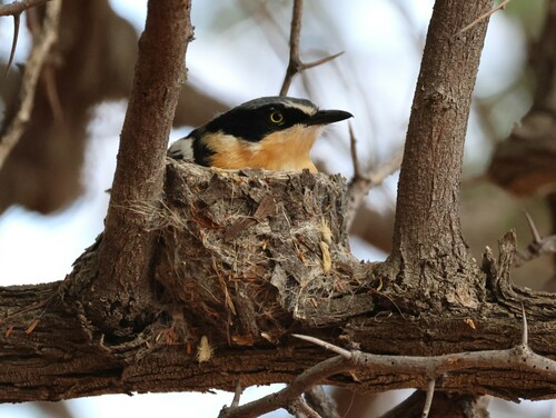 Pririt Batis (Batis pririt), photo 9