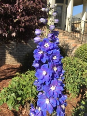 Delphinium ajacis