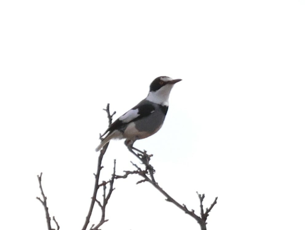 White-tailed Shrike illustration