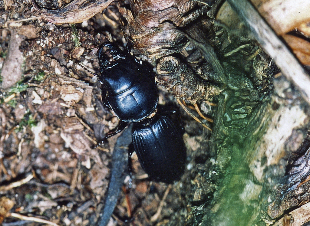 Haplotrachelus