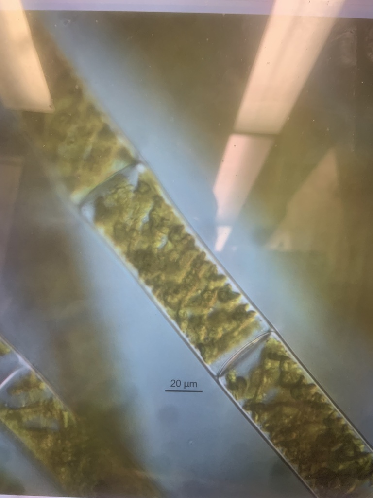 Spirogyra from eddystone ave eddystone pa us on november 11 2023 at