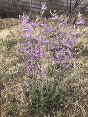 Penstemon fendleri