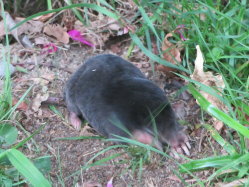 Iberian mole