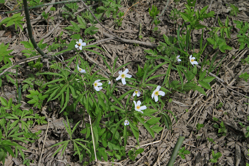 Anemonoides caerulea (Anemonoides caerulea)