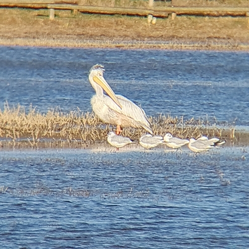 Pelícano rosado (Pelecanus rufescens)