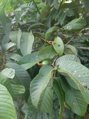 Psidium guajava image