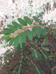 Euphorbia thymifolia image