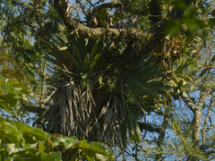 Vriesea gigantea