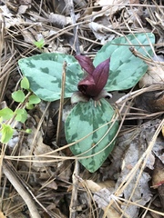 Trillium decumbens