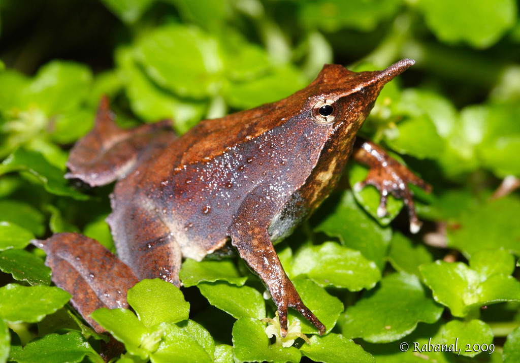 Darwin's Frog