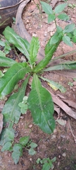 Eryngium foetidum image