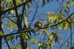Eupetomena cirrochloris