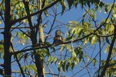 Eupetomena cirrochloris