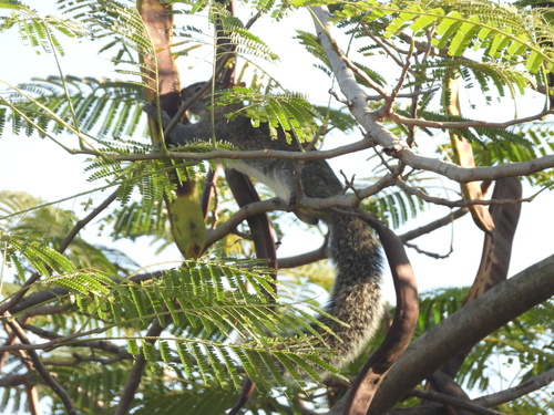 Collie's Squirrel