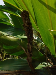 Renealmia densiflora