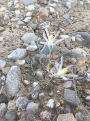 Androstephium breviflorum