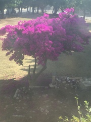 Bougainvillea