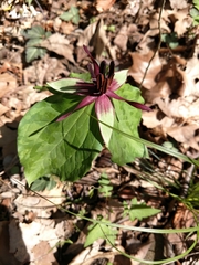 Trillium stamineum