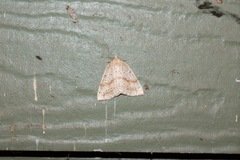 Thallophaga hyperborea