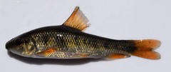 Erimyzon claviformis