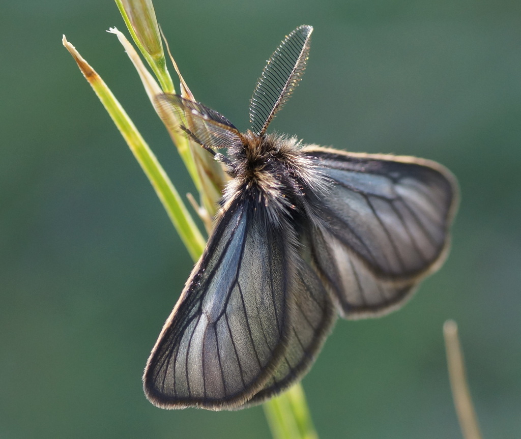 Penthophera