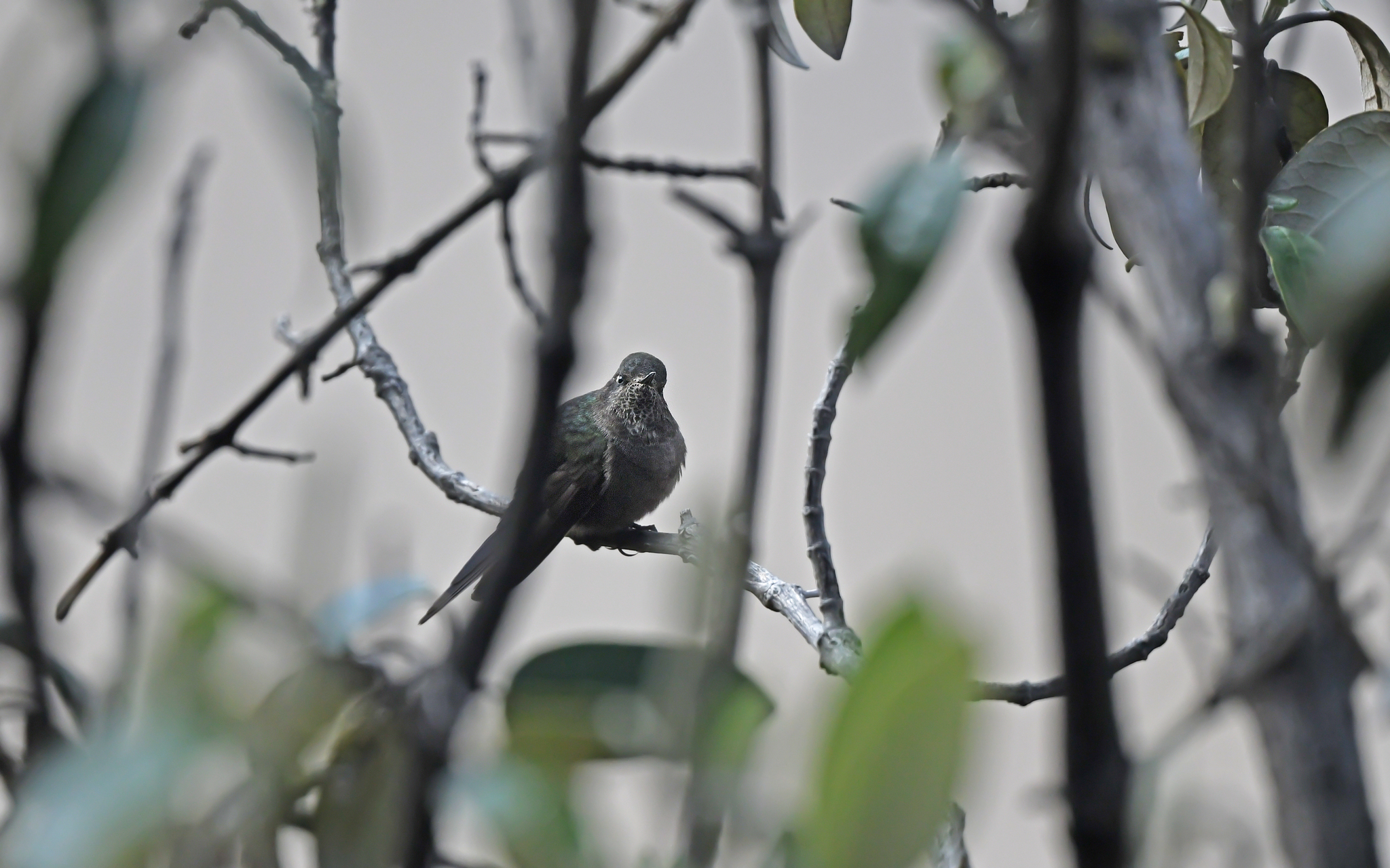Blue-mantled Thornbill (Chalcostigma stanleyi), photo 8