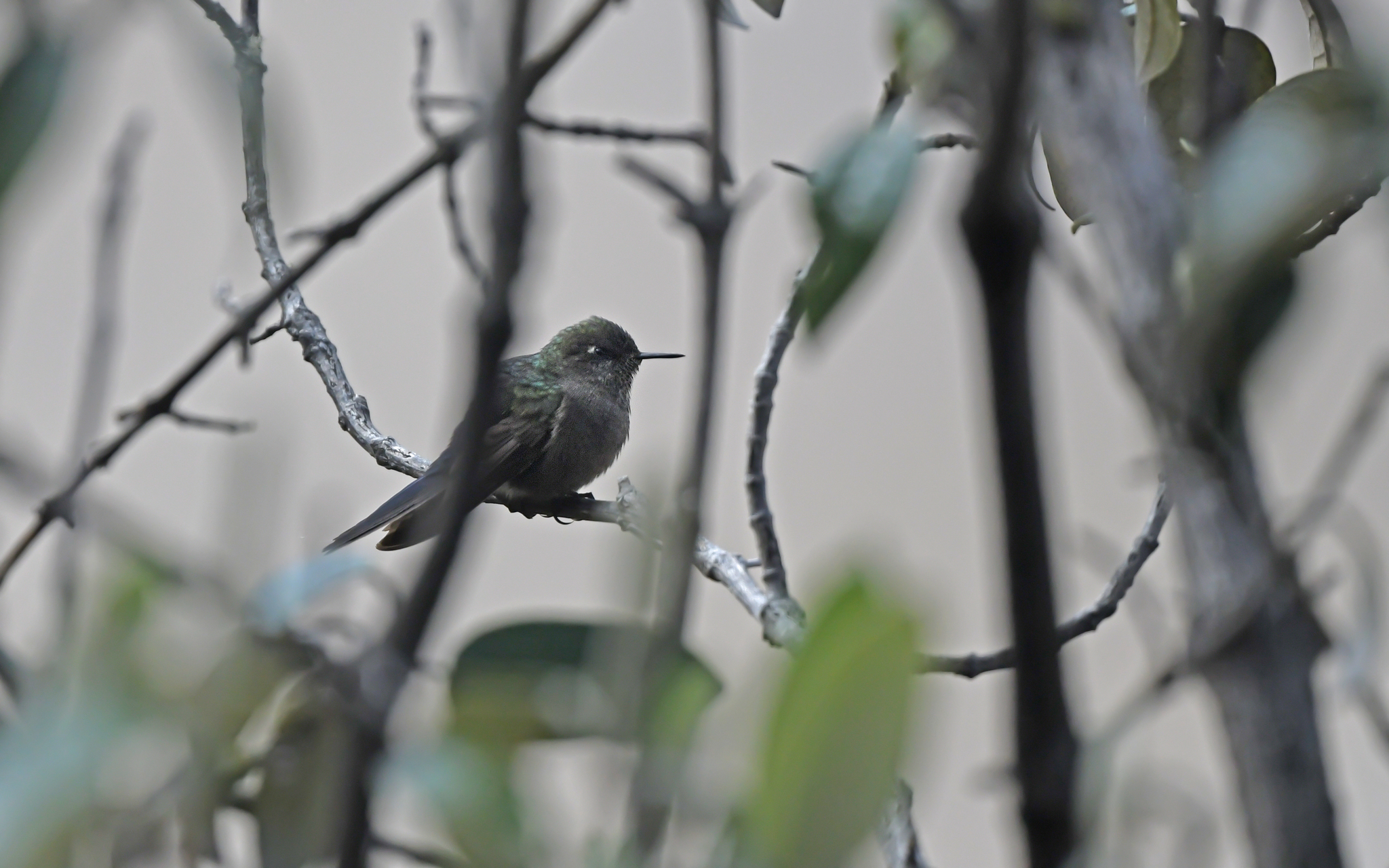 Blue-mantled Thornbill (Chalcostigma stanleyi), photo 6