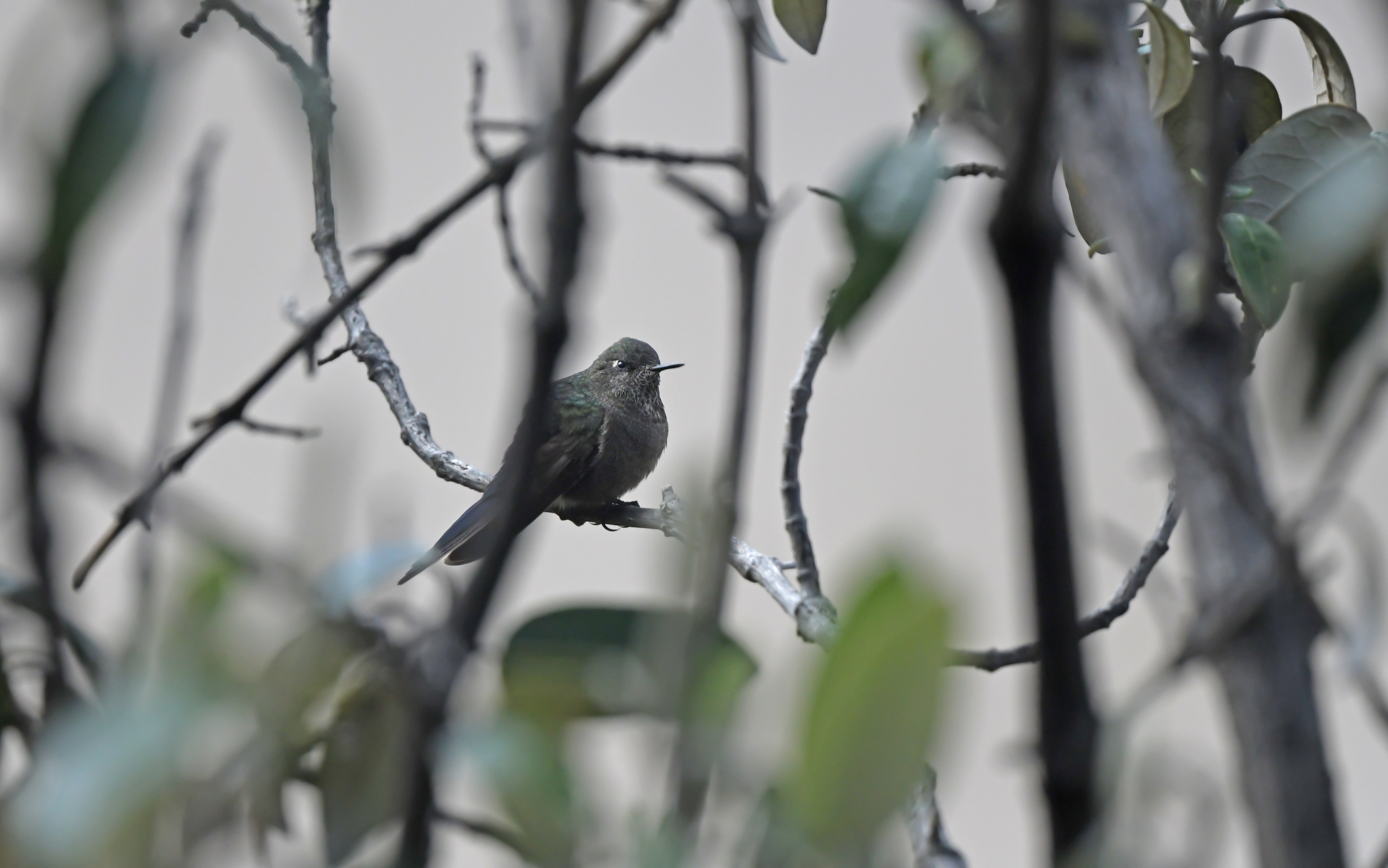 Blue-mantled Thornbill (Chalcostigma stanleyi), photo 7